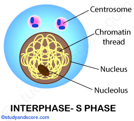 Interphase, S phase, Cell division, mitotic cell dicision, mitosis